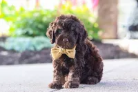 Trevor, a male Cockapoo for sale in Millersburg, OH – 3 of 10
