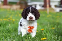Dalton, a male Cockapoo for sale in Millersburg, OH – Photo 5 of 6
