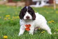 Dalton, a male Cockapoo for sale in Millersburg, OH – Photo 6 of 6