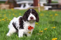 Dalton, a male Cockapoo for sale in Millersburg, OH – Photo 2 of 6