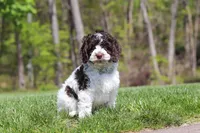 Dalton, a male Cockapoo for sale in Millersburg, OH – 3 of 5