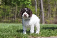 Dalton, a male Cockapoo for sale in Millersburg, OH – 2 of 5