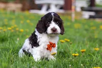 Dalton, a male Cockapoo for sale in Millersburg, OH – Photo 3 of 6