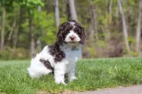Dalton, a male Cockapoo for sale in Millersburg, OH – 5 of 5