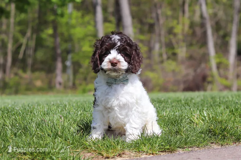 Dalton – Cockapoo puppy for sale in Millersburg, OH