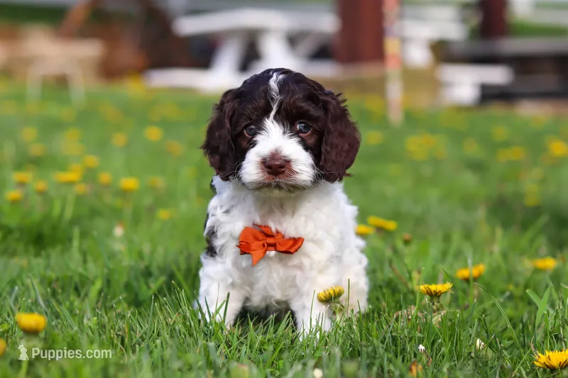 Dalton – Cockapoo puppy for sale in Millersburg, OH