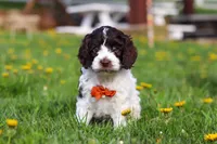 Dalton, a male Cockapoo for sale in Millersburg, OH – Photo 1 of 6