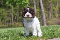 Dalton, a male Cockapoo for sale in Millersburg, OH – 4 of 5