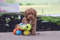 Bella, a female Cockapoo for sale in Millersburg, OH – 4 of 6