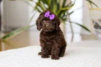 Holly, a female Cockapoo for sale in Millersburg, OH – Photo 1 of 10