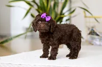 Holly, a female Cockapoo for sale in Millersburg, OH – Photo 6 of 10