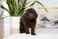 Holly, a female Cockapoo for sale in Millersburg, OH – Photo 9 of 10