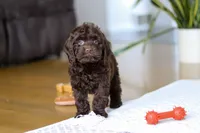 Holly, a female Cockapoo for sale in Millersburg, OH – Photo 8 of 10