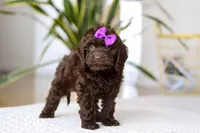 Holly, a female Cockapoo for sale in Millersburg, OH – Photo 10 of 10