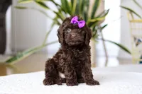 Holly, a female Cockapoo for sale in Millersburg, OH – Photo 2 of 10