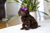 Holly, a female Cockapoo for sale in Millersburg, OH – Photo 3 of 10