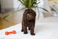 Holly, a female Cockapoo for sale in Millersburg, OH – Photo 7 of 10