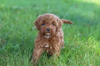 Willow, a female Cockapoo for sale in Millersburg, OH – 7 of 8