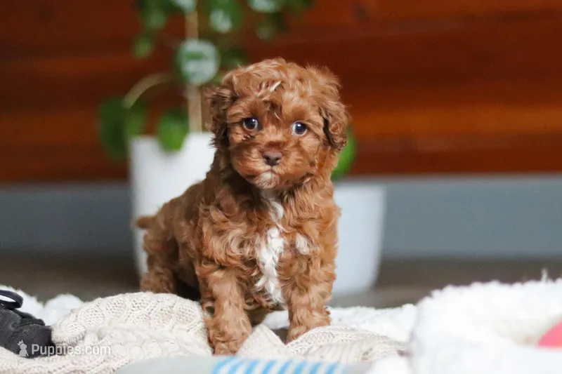 Remi – Cockapoo puppy on hold in Millersburg, OH