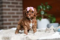 Remi, a female Cockapoo for sale in Millersburg, OH – Photo 5 of 5