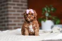 Remi, a female Cockapoo for sale in Millersburg, OH – Photo 2 of 5