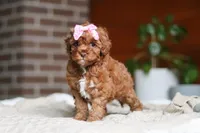 Remi, a female Cockapoo for sale in Millersburg, OH – Photo 4 of 5