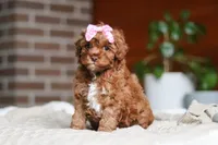 Remi, a female Cockapoo for sale in Millersburg, OH – Photo 3 of 5