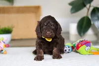 Ollie, a male Cockapoo for sale in Millersburg, OH – Photo 1 of 6
