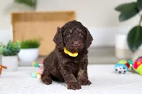 Ollie, a male Cockapoo for sale in Millersburg, OH – Photo 5 of 6