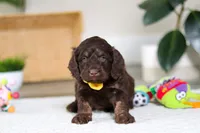 Ollie, a male Cockapoo for sale in Millersburg, OH – Photo 2 of 6