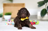 Ollie, a male Cockapoo for sale in Millersburg, OH – Photo 4 of 6