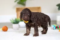 Ollie, a male Cockapoo for sale in Millersburg, OH – Photo 6 of 6