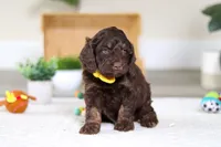 Ollie, a male Cockapoo for sale in Millersburg, OH – Photo 3 of 6