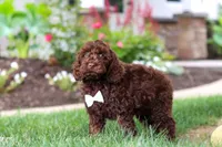 Sammie, a male Cockapoo for sale in Millersburg, OH – 4 of 5