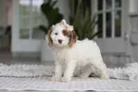 Jewel, a female Cockapoo for sale in Millersburg, OH – 6 of 7