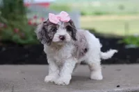 Nicole, a female Cockapoo for sale in Millersburg, OH – 3 of 6