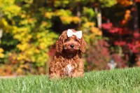 Magnolia, a female Cockapoo for sale in Millersburg, OH – 5 of 6