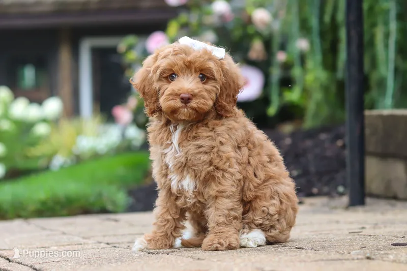 Bella – Cockapoo puppy for sale in Millersburg, OH
