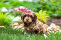 Nova, a female Cockapoo for sale in Millersburg, OH – 3 of 6
