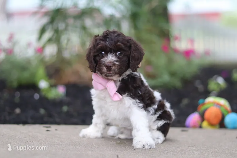 Aleah – Cockapoo puppy for sale in Millersburg, OH