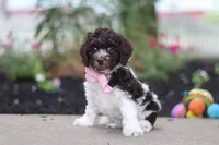 Aleah, a female Cockapoo for sale in Millersburg, OH – 1 of 6