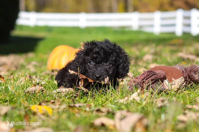 Vince – Cavapoo puppy for sale in Millersburg, OH