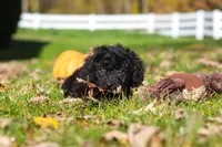 Vince, a male Cavapoo for sale in Millersburg, OH – 1 of 10