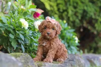 Willow, a female Cockapoo for sale in Millersburg, OH – 4 of 8
