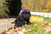 Aurora, a female Cavapoo for sale in Millersburg, OH – 5 of 6