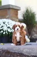 Autumn, a female Cavapoo for sale in Millersburg, OH – 9 of 10