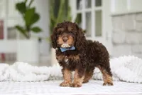 Theodore, a male Cockapoo for sale in Millersburg, OH – 4 of 8