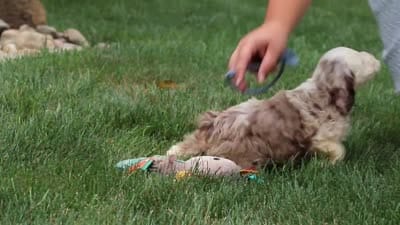 Oakley, a male Cockapoo for sale in Millersburg, OH – 8 of 8
