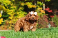 Magnolia, a female Cockapoo for sale in Millersburg, OH – 4 of 6