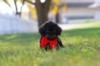Paxton, a male Cavapoo for sale in Millersburg, OH – 7 of 7